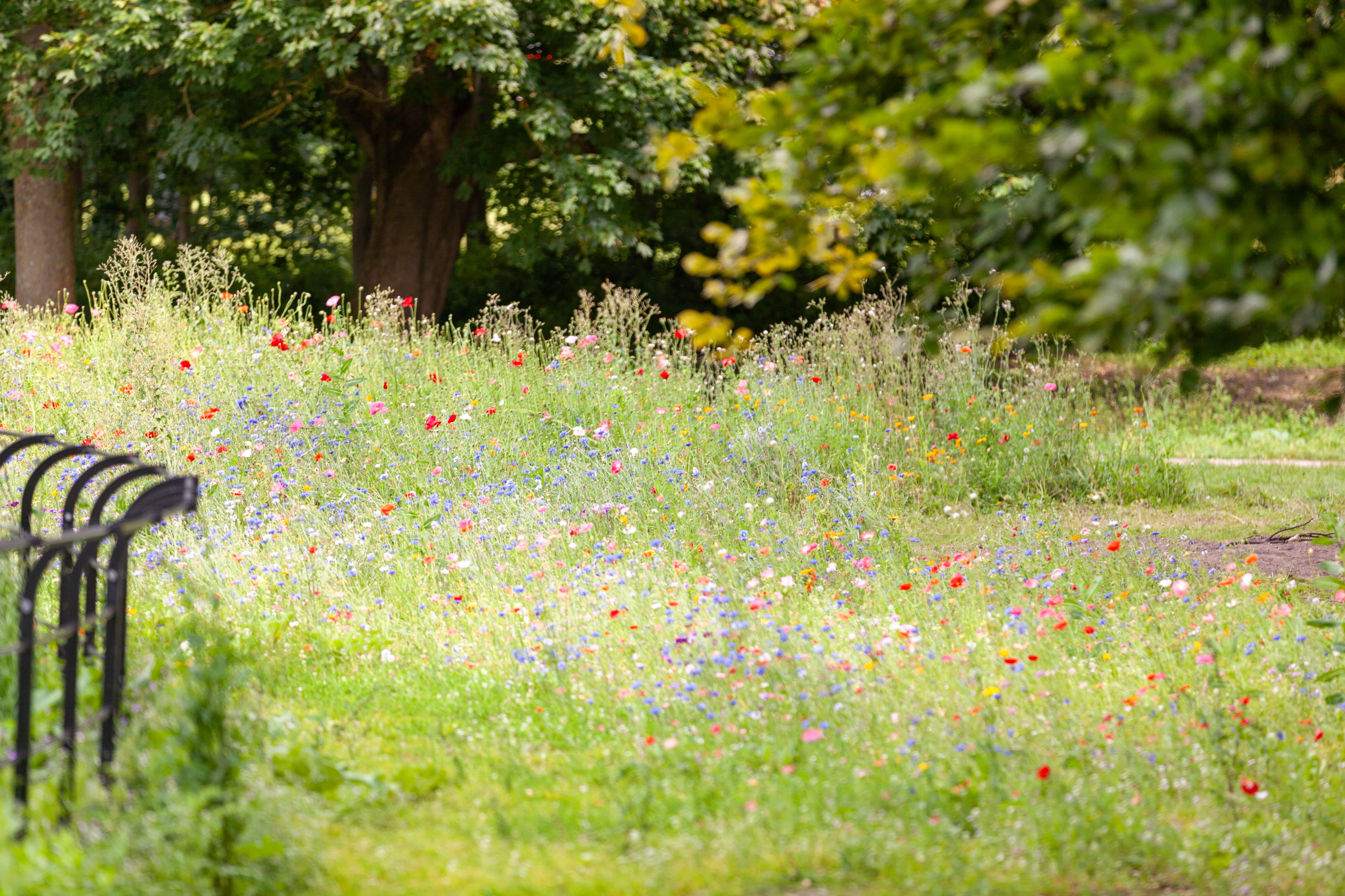 Wildflowe meadow