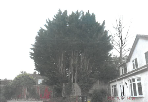 Image of the tree at 4 Kents Lane
