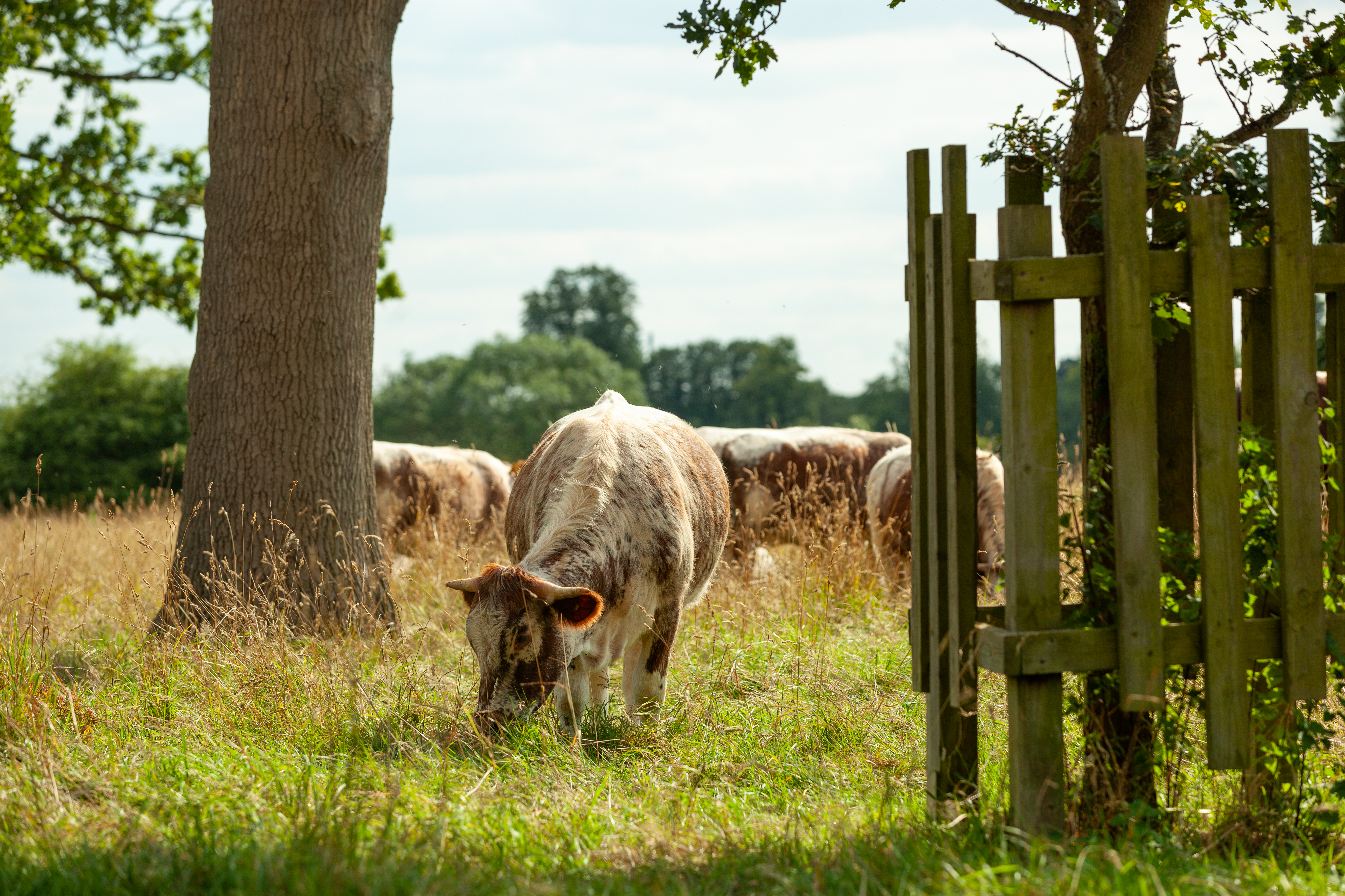 Grazing Cattle at Pishiobury Park