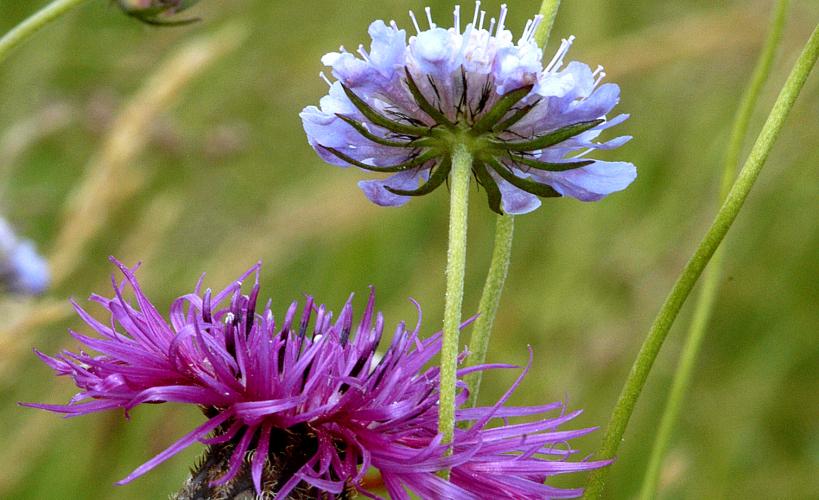 Common knapweed