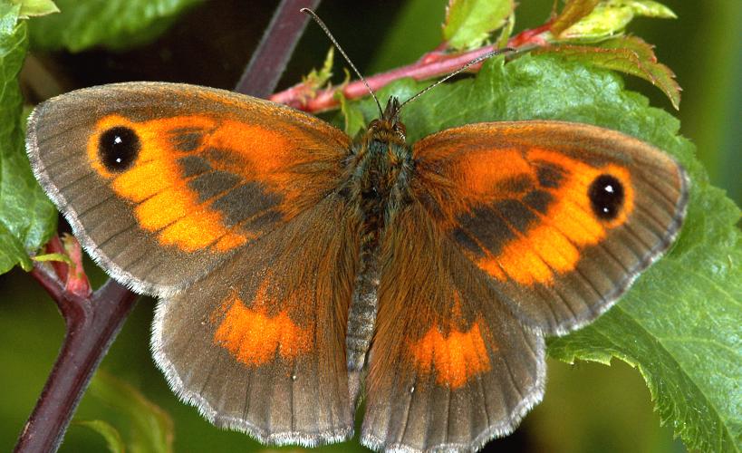 Gatekeeper butterfly