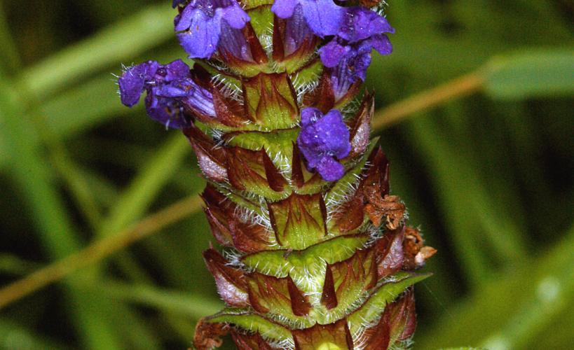 Selfheal