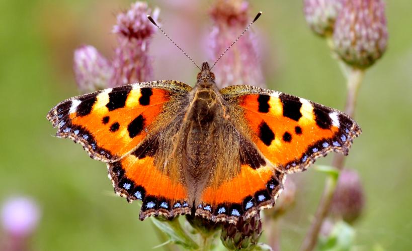 Tortoiseshell butterfly