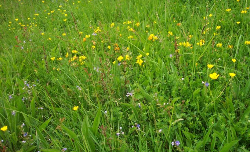 Wildflower meadow