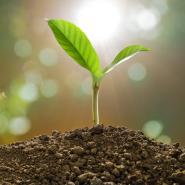 seedling