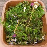 Brown bin with garden waste