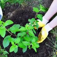 A green shurb is planted into the ground by a person wearing yellow gloves