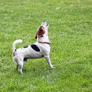 Dog barking on grass