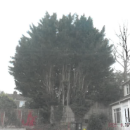 Image of the tree at 4 Kents Lane