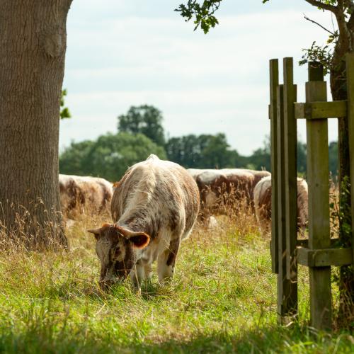 Grazing Cattle at Pishiobury Park